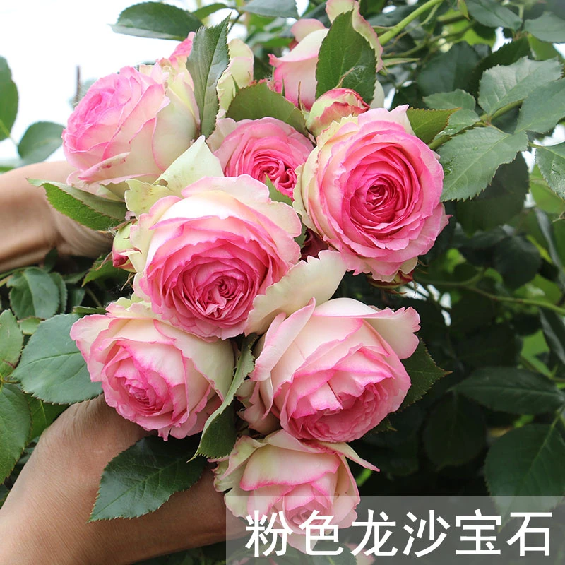 顺丰包邮1.5-1.8米高大苗 爬藤月季 浓香大花 庭院阳台种植