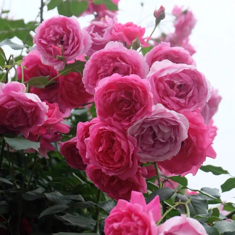 藤本大u行月季花苗爬藤大花浓香开花玫红四季盆栽花卉玫瑰花欧月