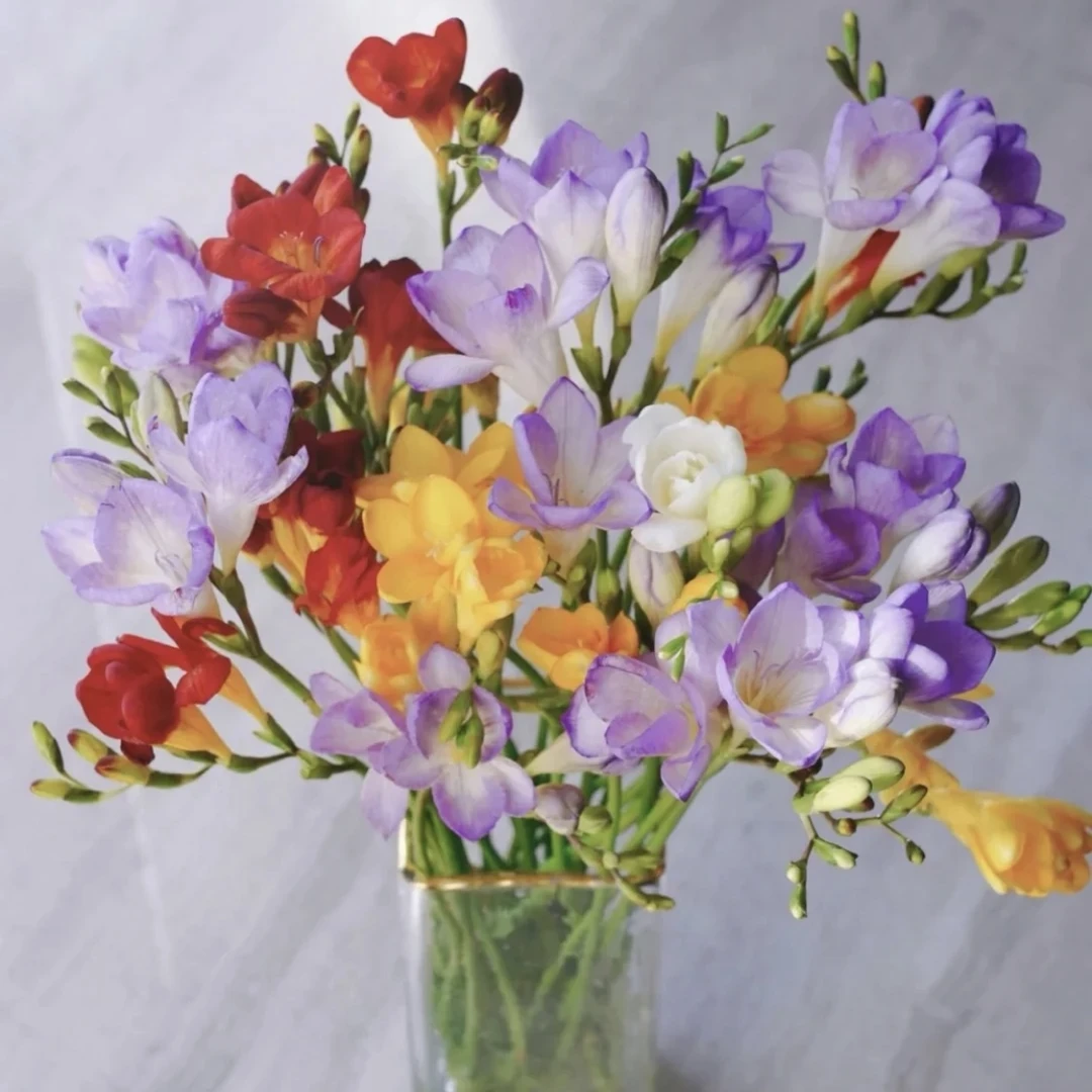 香雪兰【杆子粗细长短不一，发货不保水】拍3单包邮