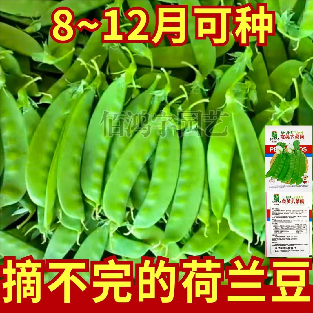 栽培优选育苗软荚荷兰豆种子高产大荚菜豌豆种籽甜脆食荚菜豌种子