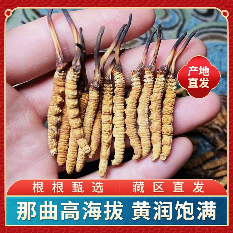 【2.5克体验装】那曲虫草1g4根 正宗高海拔 头茬饱满 甄选品质