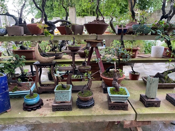 金弹子随机练手桩3颗