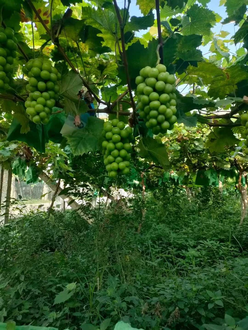 农村自家种植阳光玫瑰香印青提应季水果一级果 净重9斤顺丰发货
