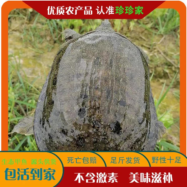 【珍珍甲鱼】鲜活生态甲鱼2只共3斤以上（公母、青背/黑背随机）包邮鳖