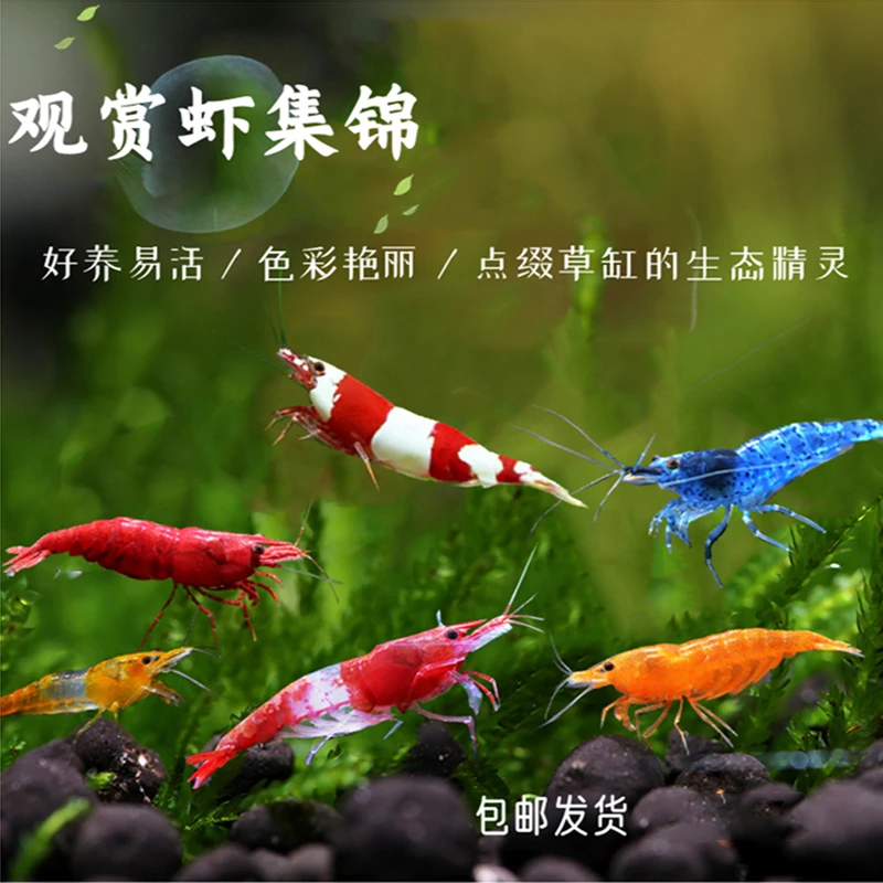 大尺寸观赏虾黑壳除藻淡水活体极火樱花水晶水族小型套餐养殖发货