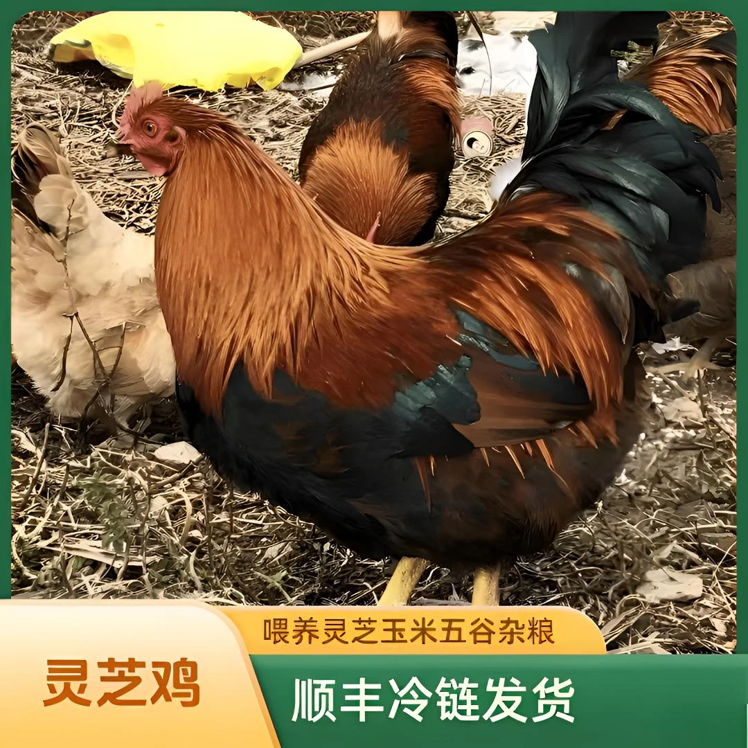 《灵芝鸡》放养320天6.5斤果园走地阉鸡喂养灵芝玉米五谷杂粮米糠