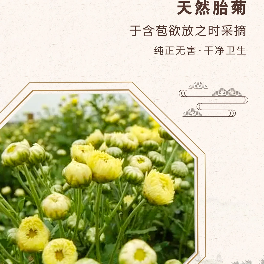【小猪妹推荐】大山里的胎菊花茶新鲜营养干净天然晒干明目清香降火