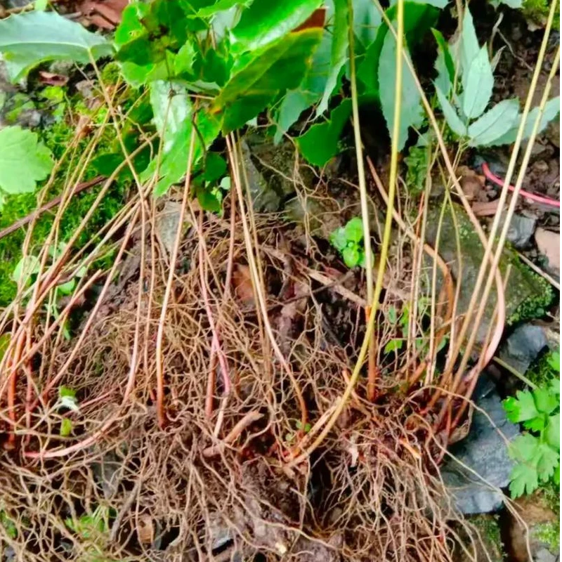 【小猪妹精选】大山里的3枝9叶茶营养滋养天然晒干户外采摘