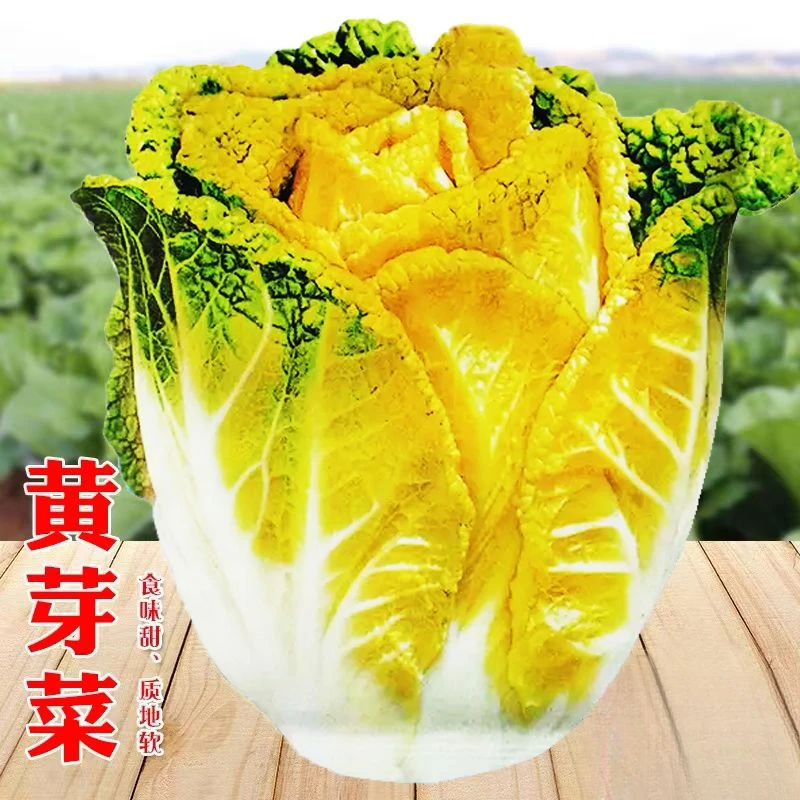 黄芽14大白菜种子黄心白菜耐寒抗冻甜黄芽菜夏季秋季播种蔬菜种籽