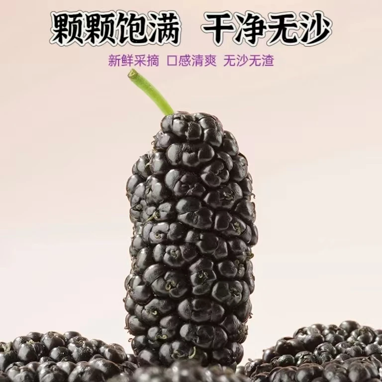 干净无沙桑葚干颗粒饱满泡水泡茶煲粥泡酒免洗清甜头茬自然风干