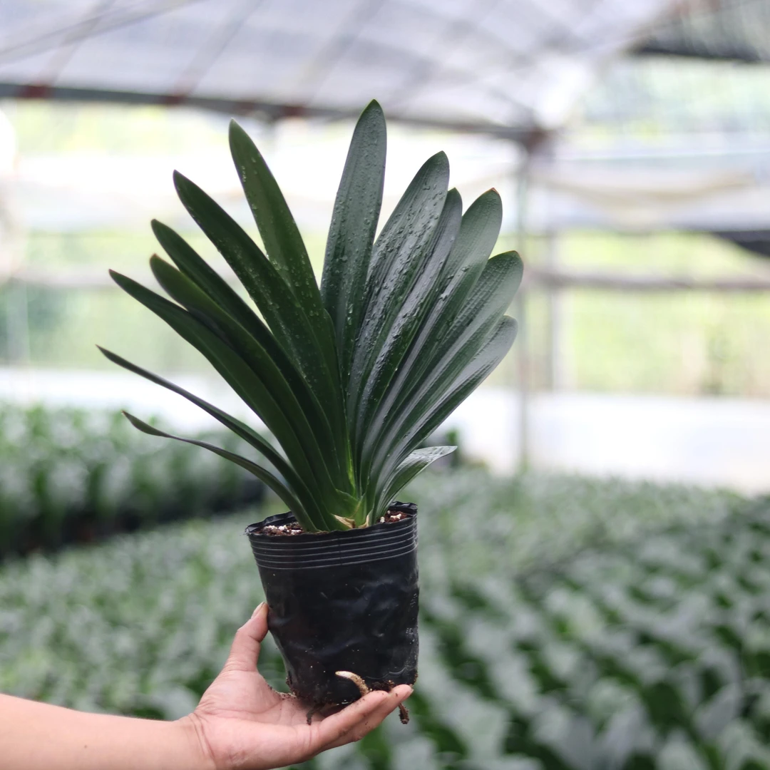 君子兰盆栽好养耐寒耐热可净化空气适合客厅办公室摆放