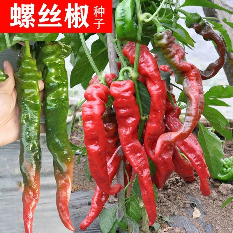 螺丝椒种子蔬菜种子辣椒种子杂交香辣螺丝椒种子罗丝椒籽