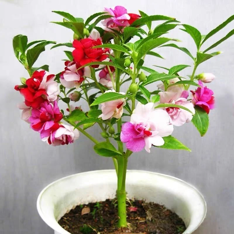 重瓣四季开花茶花凤仙指甲花阳台盆栽花卉植物花卉