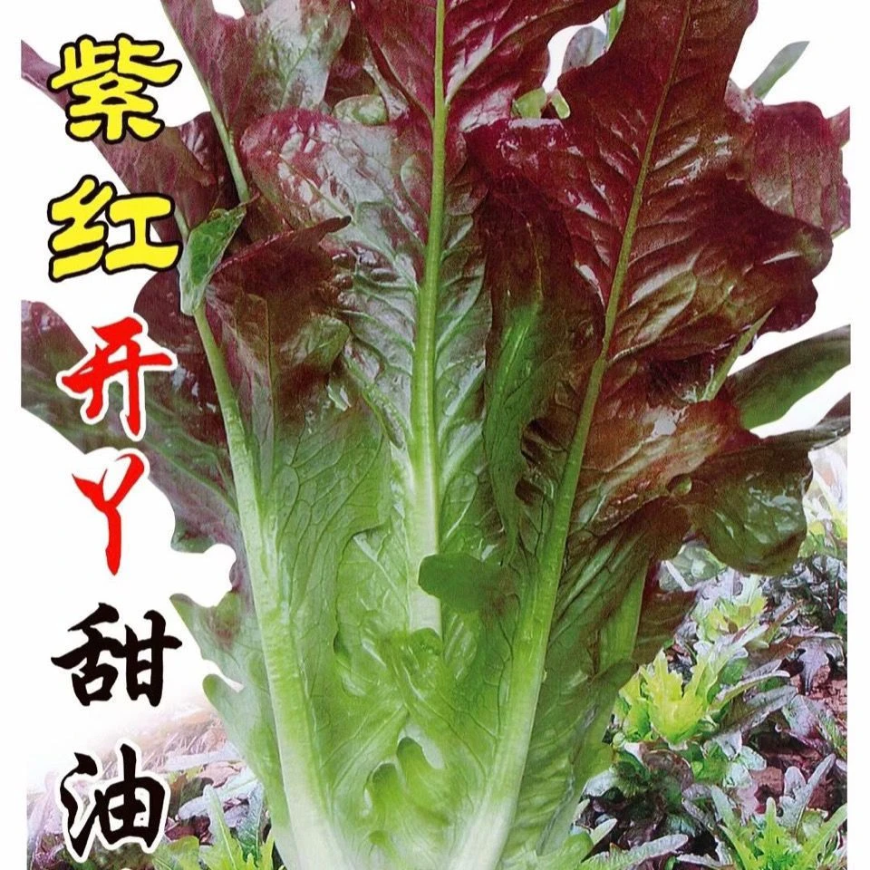 紫红开叉油麦菜红尖叶甜麦菜四季播耐热无斑速生叶子菜红麦菜清香