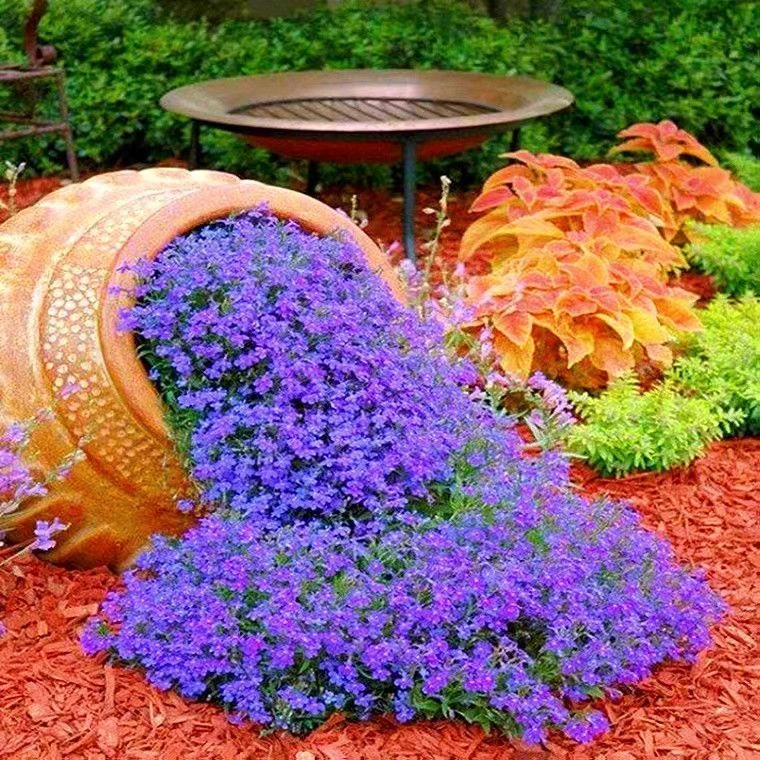 满天星种子重瓣四季开花爆盆阳台盆栽家庭室内外观赏花卉种子