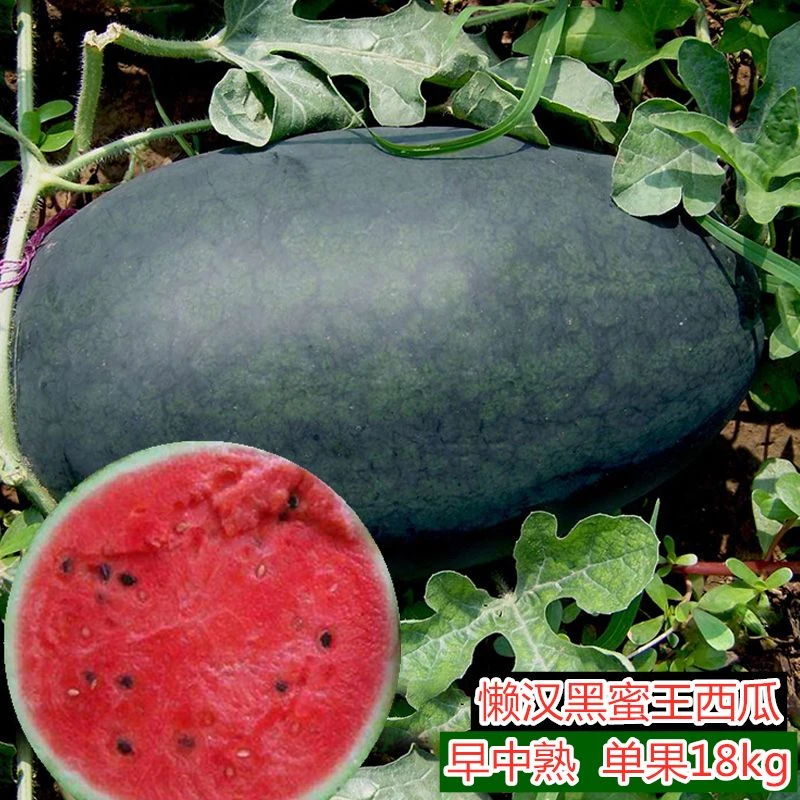 黑皮无籽西瓜种子8424麒麟甜王水果蔬菜四季薄皮西瓜巨型