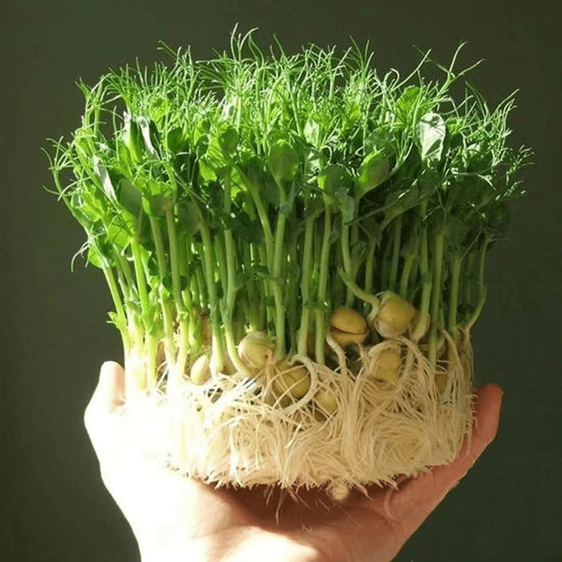 豌豆尖种子专吃叶豌豆苗种籽嫩根可连续多次采收无须豌豆秋冬蔬菜