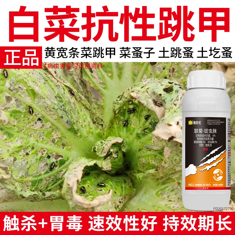 白菜跳甲专用药联菊啶虫脒黄条白粉虱跳蚤抗性跳甲高效农药杀虫剂