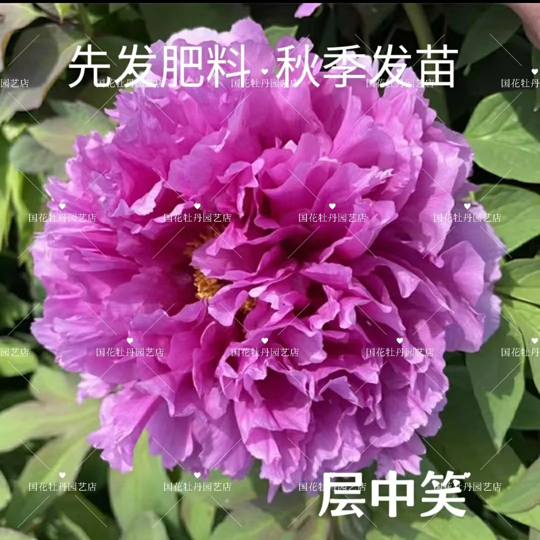 牡丹《层中笑》先发肥料 秋季发苗