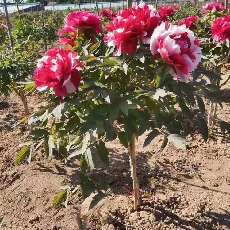 独干牡丹树岛锦一物一拍