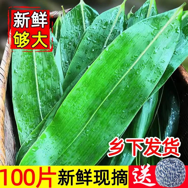 江西天然包粽子2024精选现摘野生挑选新鲜大精选粽子大宽叶箬竹叶