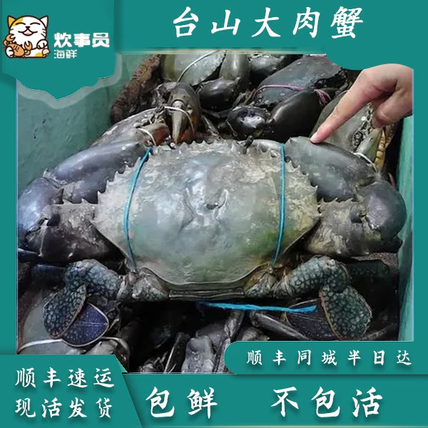 一只1-1.2斤台山大青蟹肉蟹  新风港发货 鲜活海蟹活发包鲜不包活