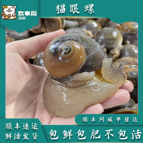 三斤鲜活猫眼螺  鲜活打氧活发 包鲜不包活 新风港鲜活发货 1.5kg