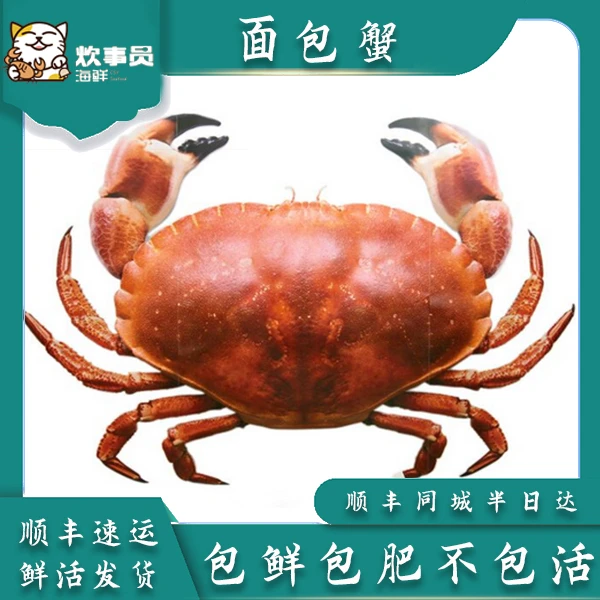 两只活发多肉深海面包蟹 包鲜不包活 新风港鲜活发货1.4-1.5斤/只