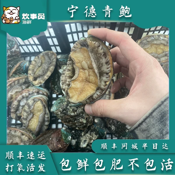 活发野生鲜活10-12头宁德青鲍 新风港发货  包鲜包肥不包活 500g