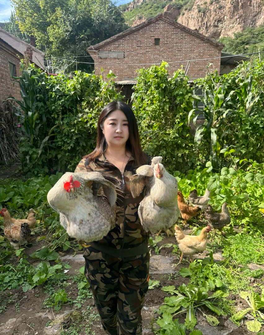 散养溜达母鸡 净重三斤以上 现宰冷冻发货