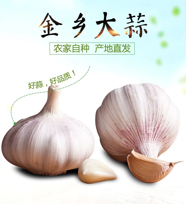 买大蒜选金乡大蒜山东大蒜之乡金乡绿色紫皮大蒜白皮蒜多瓣蒜包邮