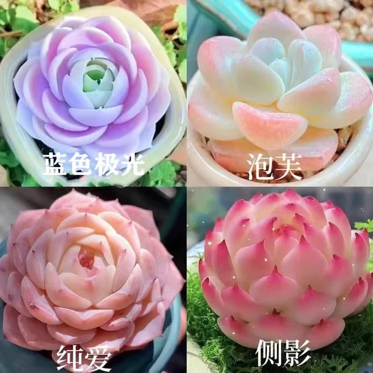 多肉植物室内花卉盆栽