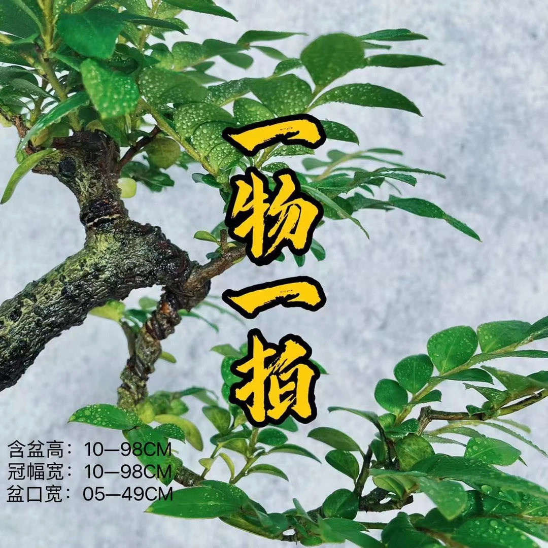 【云川集精品盆景】黑骨茶小叶紫檀老桩根艺造型/一物一拍室内 绿植