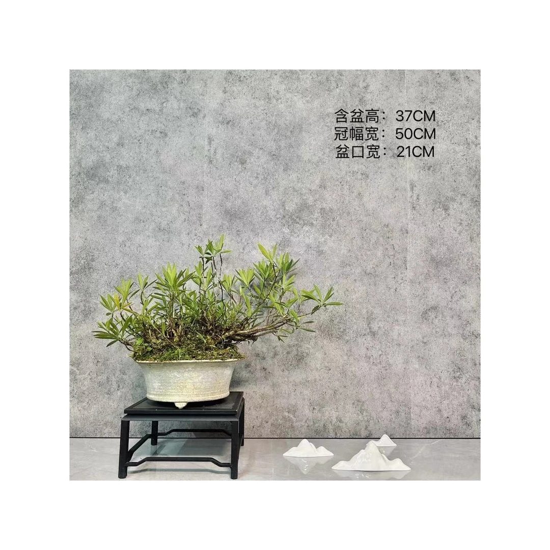 【云川集精品盆景】海岛原生老桩盆景花卉阳台开花——海岛柳叶栀子花