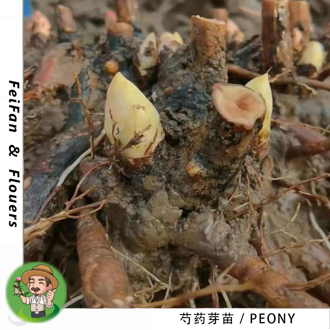 山东菏泽芍药苗秋季发货 包对版  品种多备注联系客服