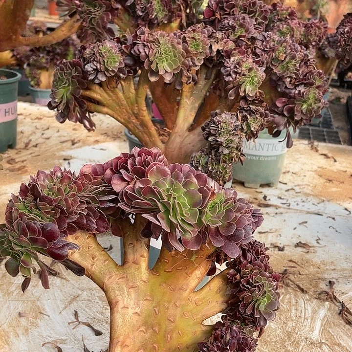 9****猫多肉法师欧紫缀化45-2熊猫