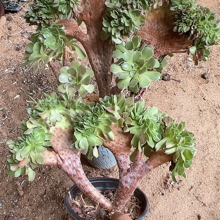 静**光静享时光 非偏远地区包邮 不包小断枝