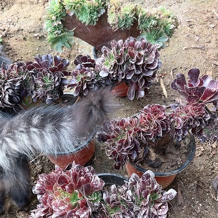 花**?花花 欧紫万圣节缀化36.8-4