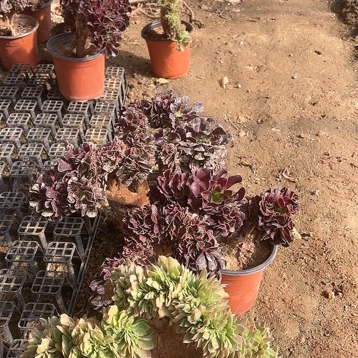 道*道爷 36.8-4非偏远地区包邮