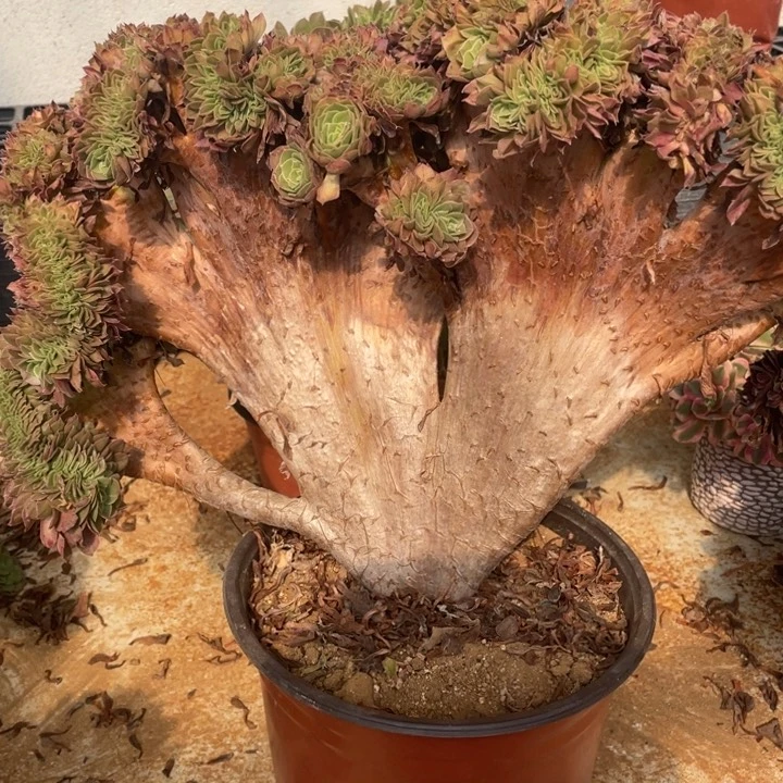 星**海星辰大海45-1万圣节缀化