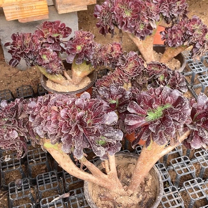 山**秀山清水秀36.8-4