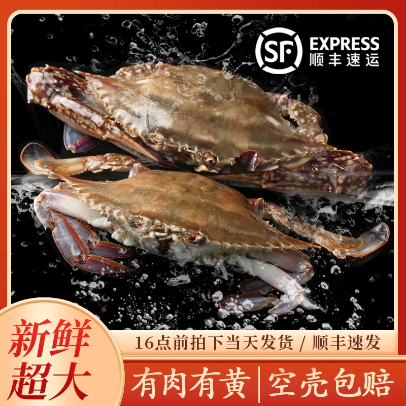 单只梭子蟹6-8两左右巨无霸公蟹【冻蟹】到5手只·舟山梭子蟹三斤半