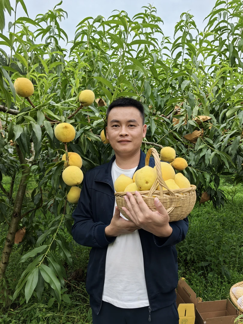 贵州桃子贵州黄桃