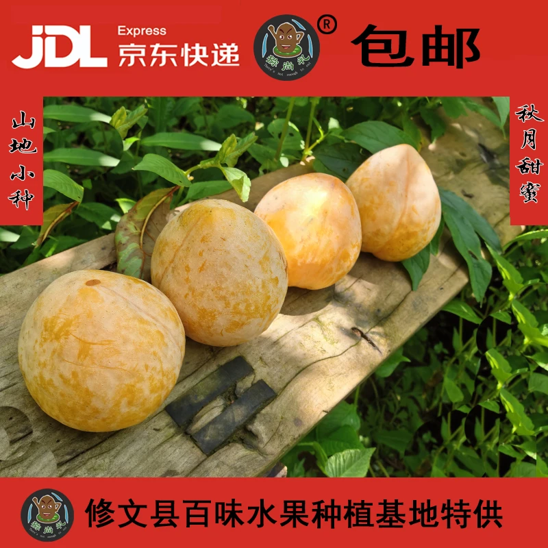 贵州高山黄金脆李甜李