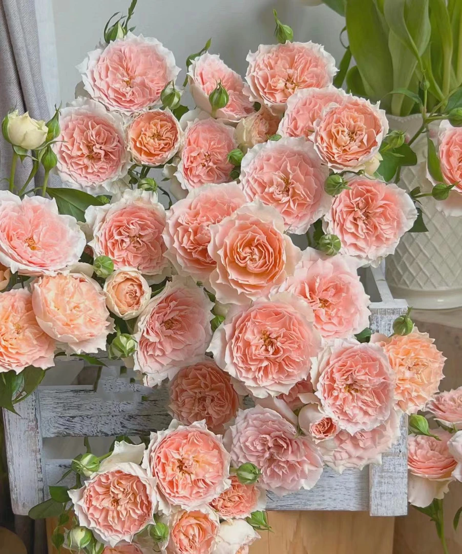 杏色拉拉队多头玫瑰，基地直发，顺丰包邮