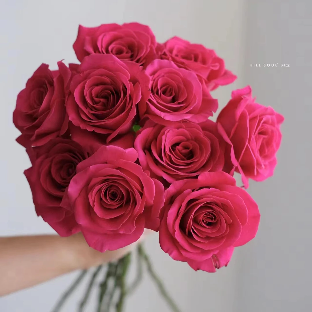 弗洛伊德玫瑰，基地直发，一单包邮