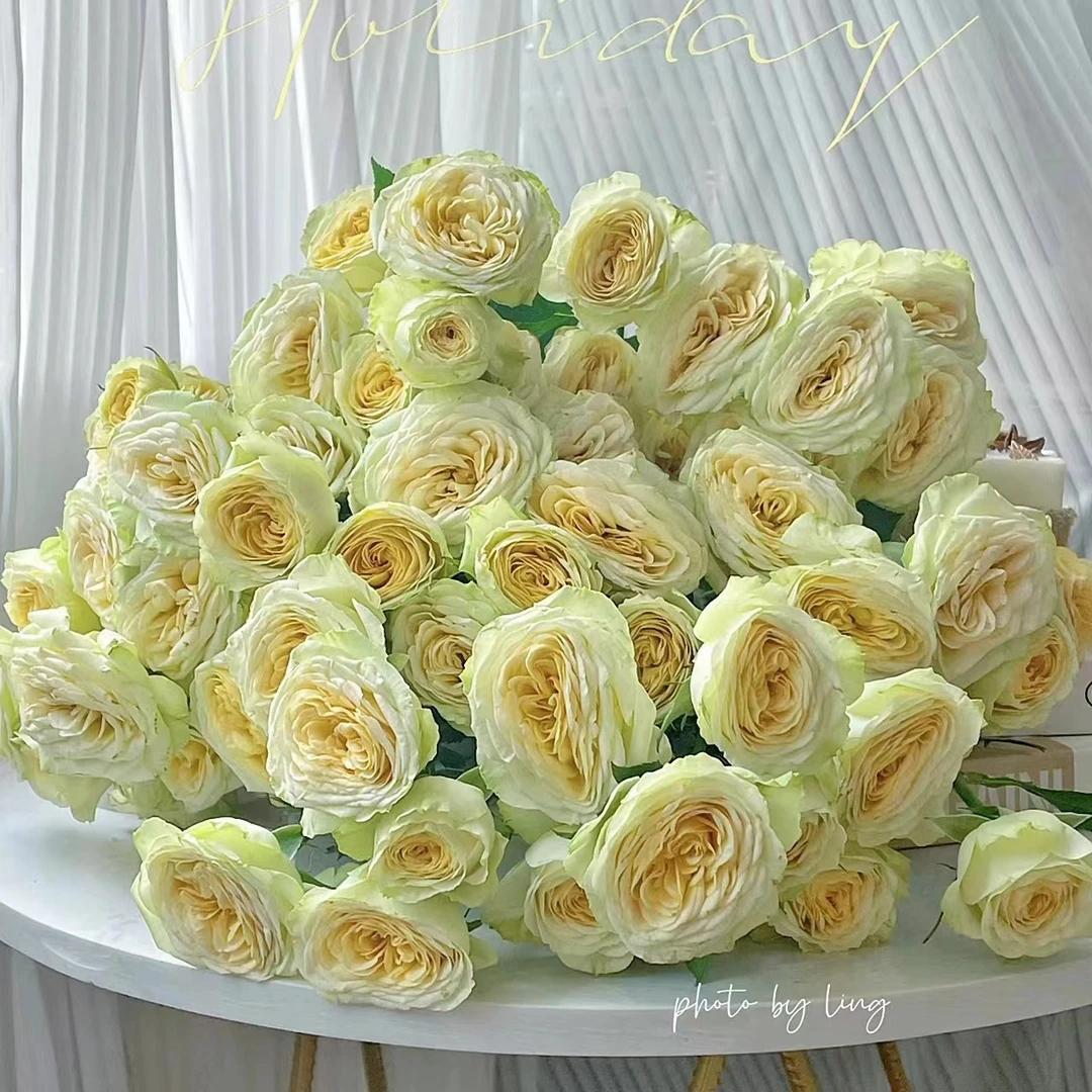 牛油果多头玫瑰，基地直发，顺丰包邮