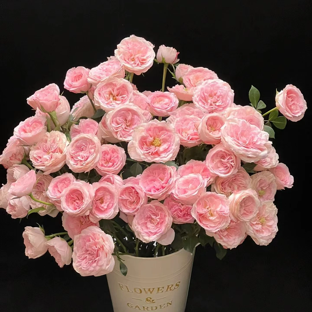 贝拉琳达吻多头玫瑰，新娘梅拉基地直发，顺丰包邮