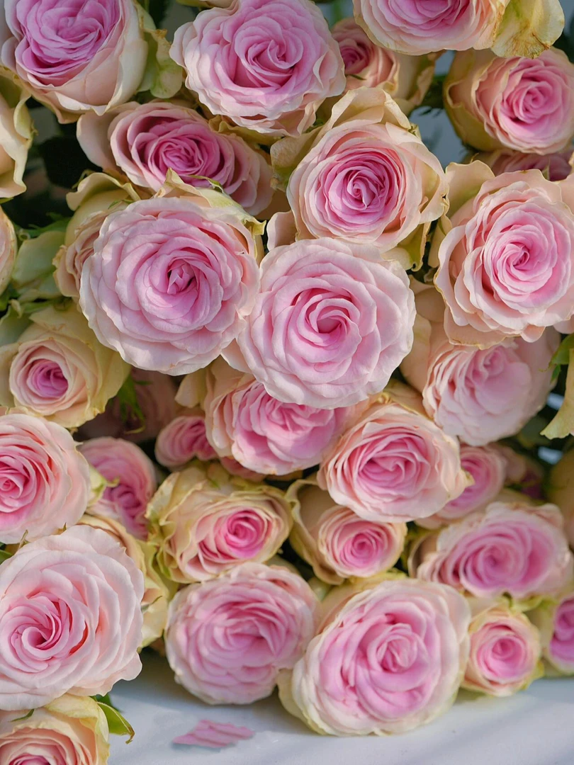 心情多头玫瑰，俏夕阳基地直发，顺丰包邮