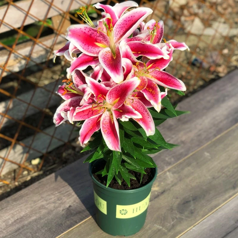 香水百合花盆栽法国带花苞开花带清香味重瓣庭院室内客厅花卉观花